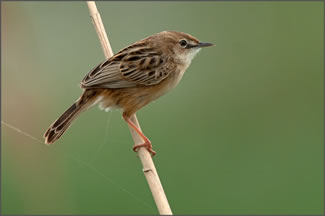 Graszanger - Cisticola juncidis